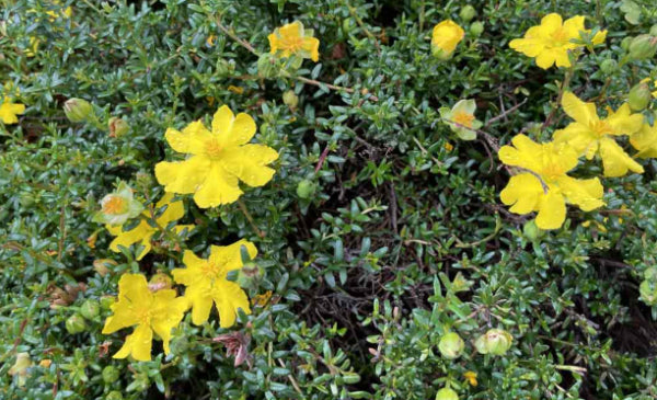Hibbertia obtusifolia