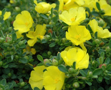 Load image into Gallery viewer, Hibbertia obtusifolia Sunny Daze
