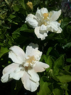 Hibiscus rosa-sinensis White Kalakue