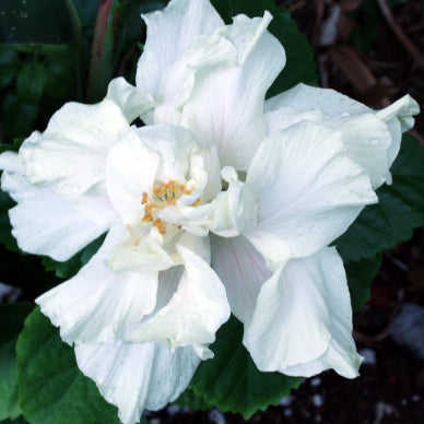 Hibiscus rosa-sinensis White Kalakua