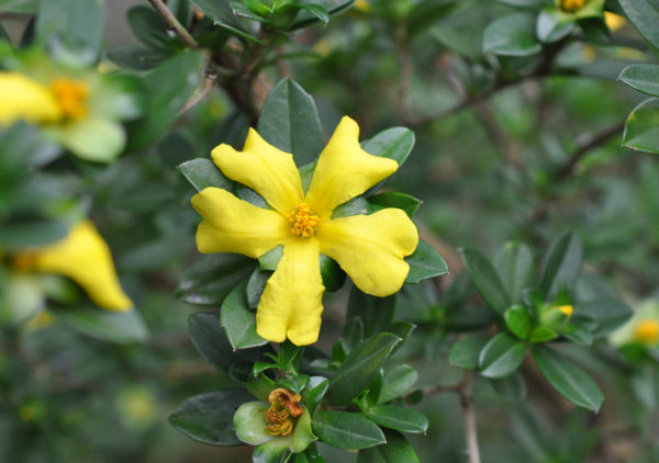 Hibbertia scandens