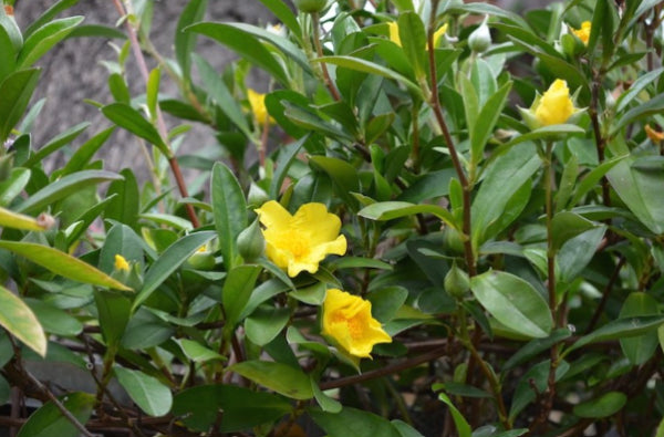 Hibbertia scandens Golden Twist