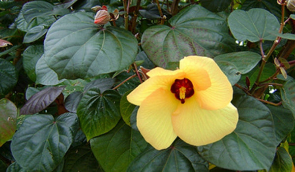 Hibiscus tiliaceus Rubra