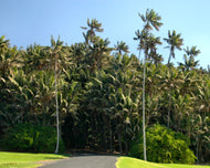 Howea forsteriana