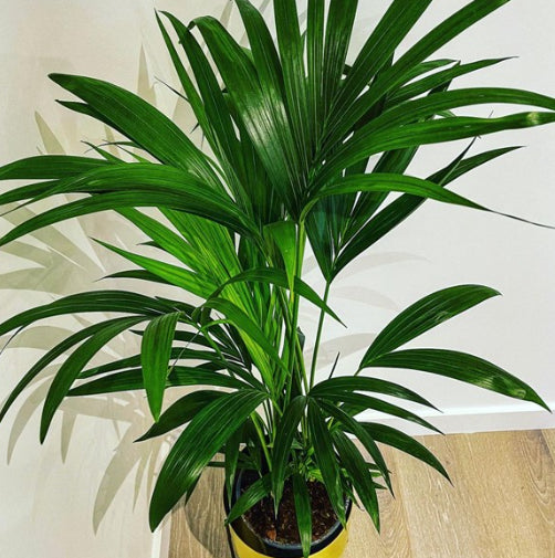 Howea forsteriana