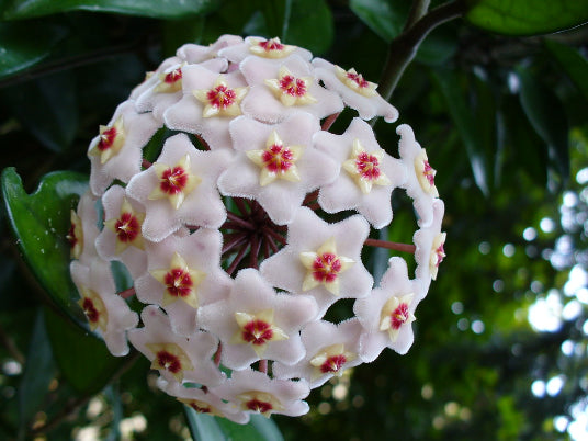 Hoya carnosa