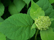 Load image into Gallery viewer, Hydrangea arborescens Annabelle
