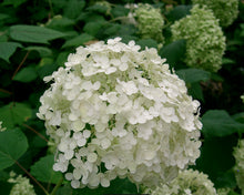 Load image into Gallery viewer, Hydrangea arborescens Annabelle

