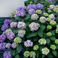 Hydrangea macrophylla Bloomstruck Endless Summer