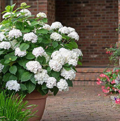 Hydrangea macrophylla Blushing Bride Endless Summer