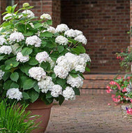 Hydrangea macrophylla Blushing Bride Endless Summer
