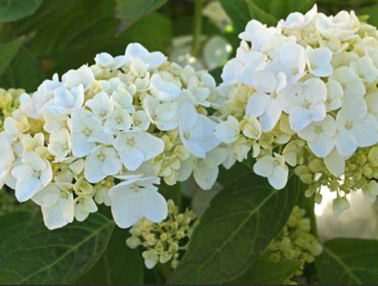 Hydrangea macrophylla Bridal Bouquet