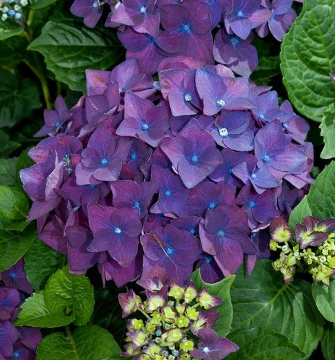 Hydrangea macrophylla Deep Purple