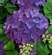 Hydrangea macrophylla Deep Purple