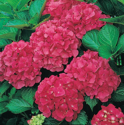 Hydrangea macrophylla Leuchtfeuer
