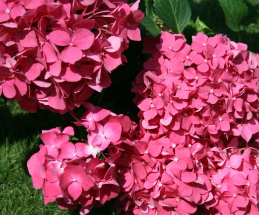 Hydrangea macrophylla Leuchtfeuer
