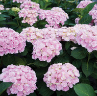 Hydrangea macrophylla Love