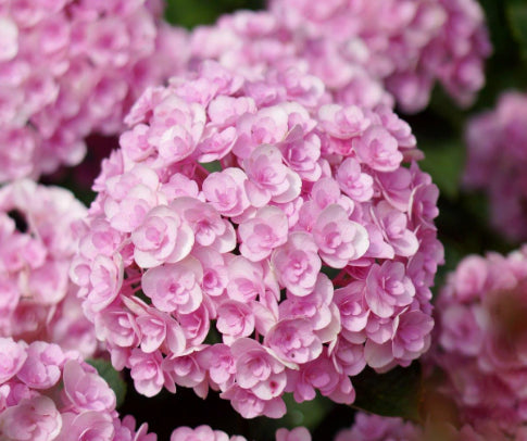 Hydrangea macrophylla Love