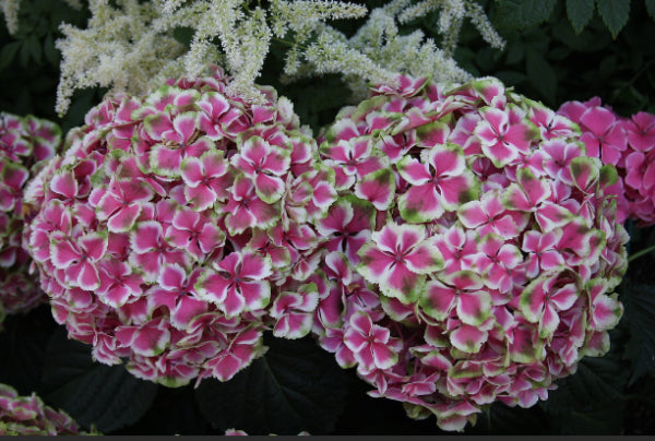 Hydrangea macrophylla Mars