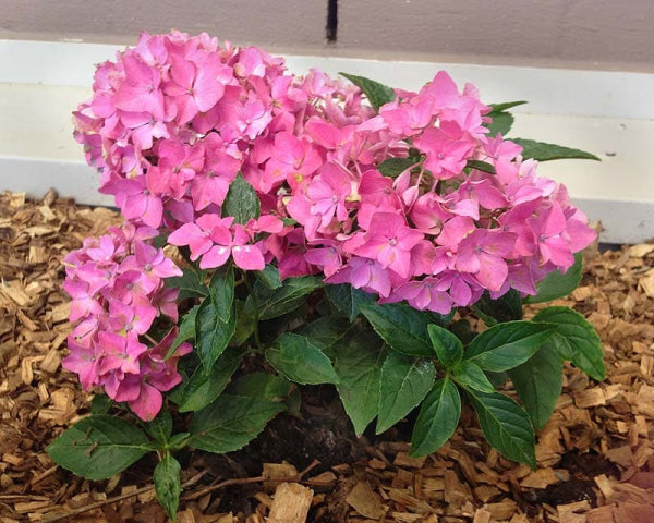 Hydrangea macrophylla Piamina