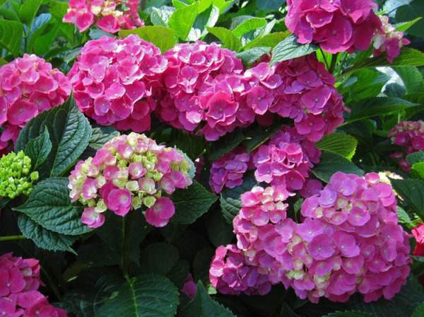 Hydrangea macrophylla Piamina