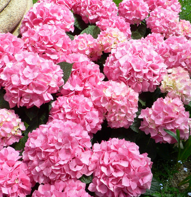 Hydrangea macrophylla Pink