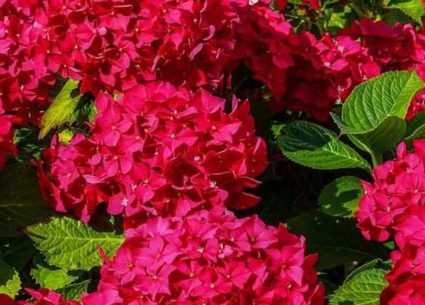 Hydrangea macrophylla Red