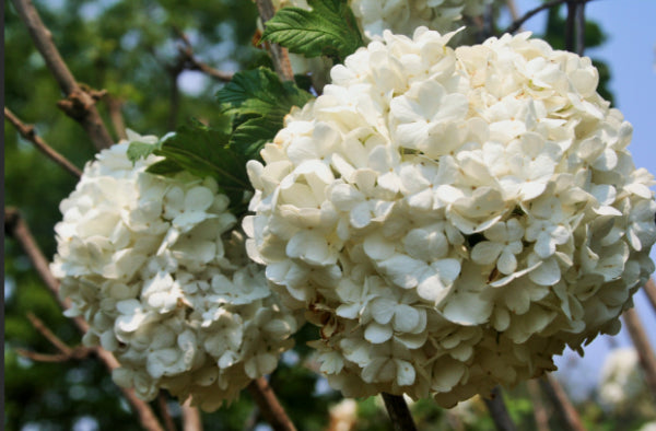 Hydrangea macrophylla White