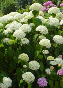 Hydrangea macrophylla White Knight