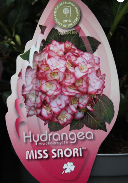 Hydrangea macrophylla Mis Saori