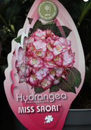 Hydrangea macrophylla Mis Saori