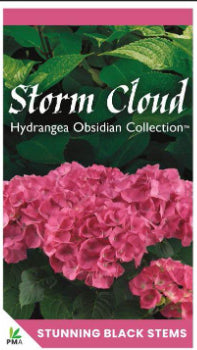 Hydrangea OBSIDIAN Storm Cloud