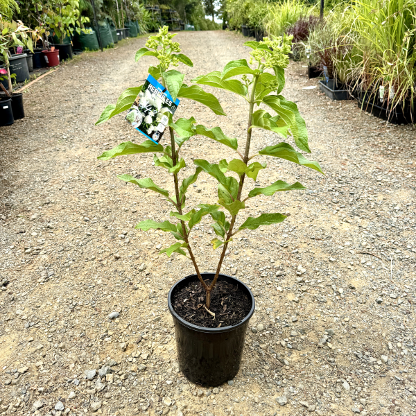 Hydrangea paniculata Hercules