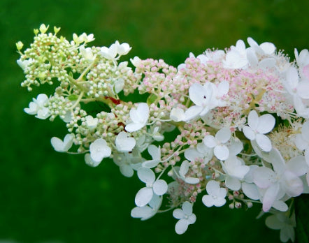 Hydrangea paniculata Kyushu
