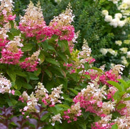 Hydrangea paniculata Pink Diamond