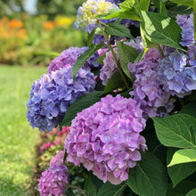 Load image into Gallery viewer, Hydrangea macrophylla &#39;Pink Blue Sunset&#39;
