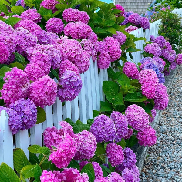 Hydrangea macrophylla 'Pink Blue Sunset'