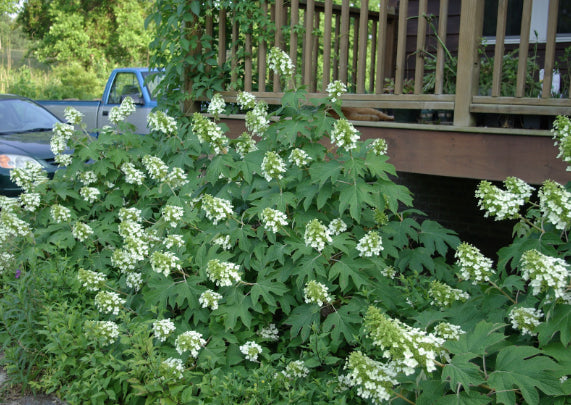 Hydrangea quercifolia Oakleaf Hydrangea