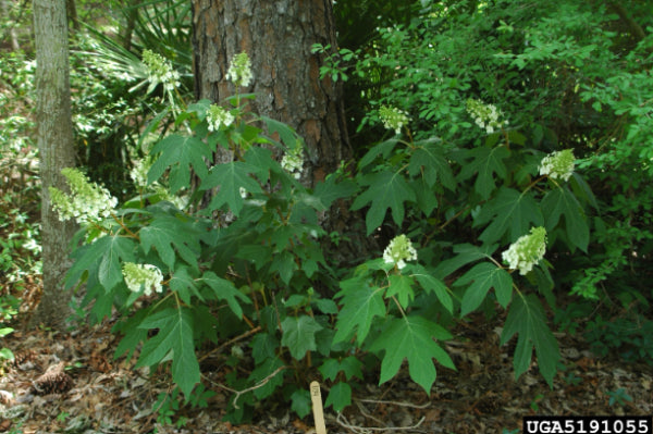 Hydrangea quercifolia Snow Flake