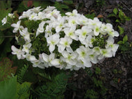 Hydrangea quercifolia Snow Flake