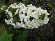 Load image into Gallery viewer, Hydrangea quercifolia Snow Flake
