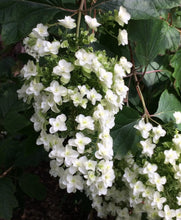 Load image into Gallery viewer, Hydrangea quercifolia Snow Flake
