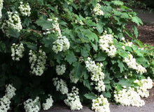 Load image into Gallery viewer, Hydrangea quercifolia Snow Flake
