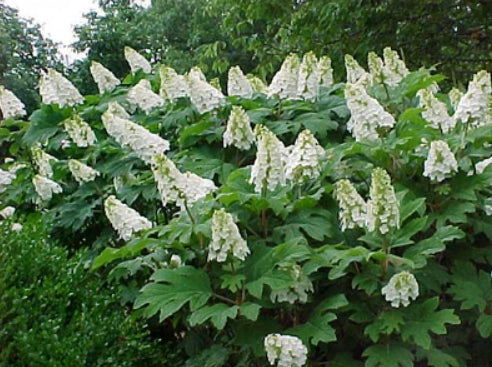 Hydrangea quercifolia Snow Queen