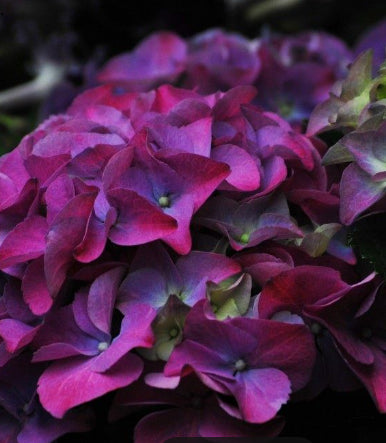 Hydrangea macrophylla Red Purple Romance