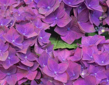 Load image into Gallery viewer, Hydrangea macrophylla Red Purple Romance
