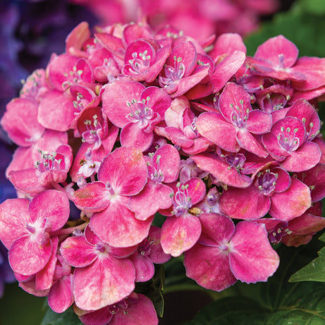 Hydrangea schroll Popcorn Candy