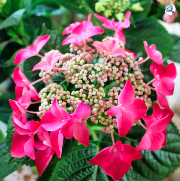 Hydrangea Strawberries and Cream