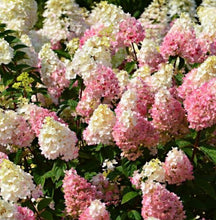 Load image into Gallery viewer, Hydrangea Sundae Fraise PBR
