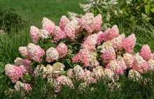 Load image into Gallery viewer, Hydrangea Sundae Fraise PBR
